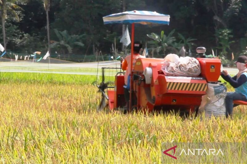 urgensi-satgas-pengadaan-gabah-petani