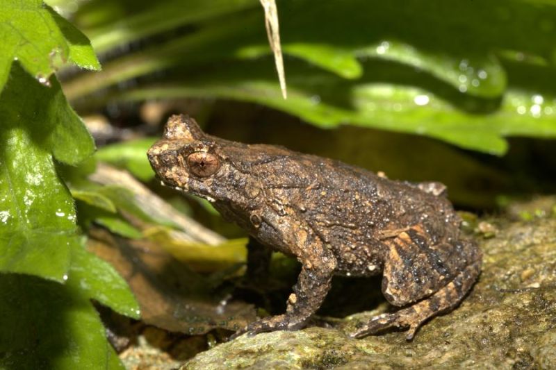 Spesies amfibi baru ditemukan di Fujian, China timur