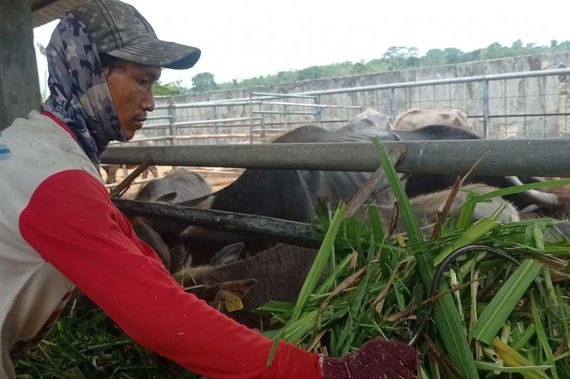 pemkab-lebak-kembangkan-bibit-kerbau-unggul