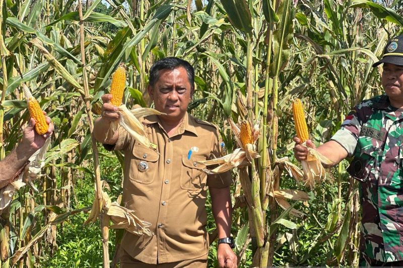 Pemkab Jayapura perkuat ketahanan pangan dengan manfaatkan lahan kosong