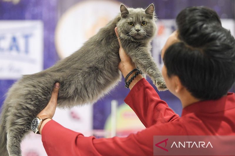 Kontes kucing internasional 2024 mengutamakan penilaian kesehatan, keindahan, dan anatomi tubuh