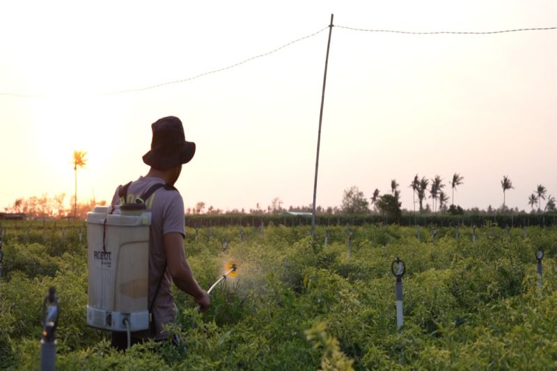 Upaya Briptu Joni, Petani Milenial Trisik bantu ketahanan pangan