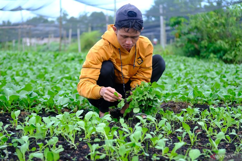 Ekonomi rendah emisi di lahan gambut