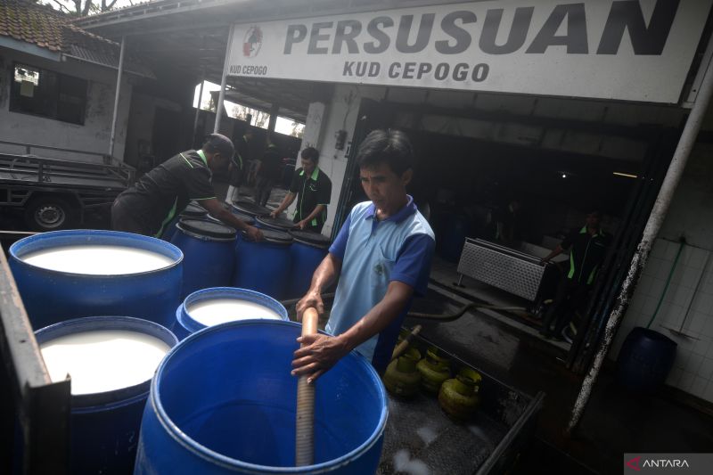 budi-arie-koperasi-susu-tak-perlu-khawatir-produknya-tak-terserap