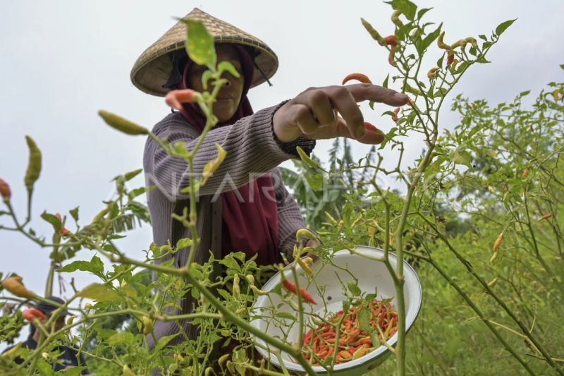 Pengembangan sistem pertanian terpadu