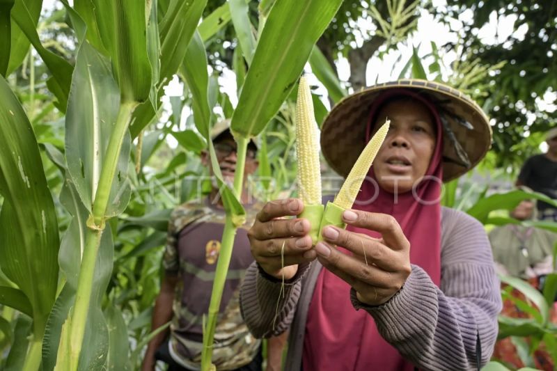 Pengembangan sistem pertanian terpadu