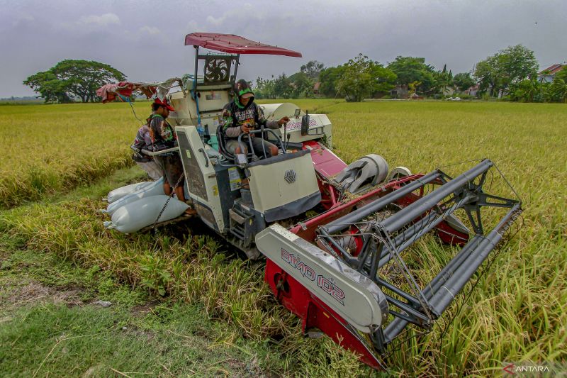 relevansi-dan-urgensi-swasembada-pangan-di-indonesia