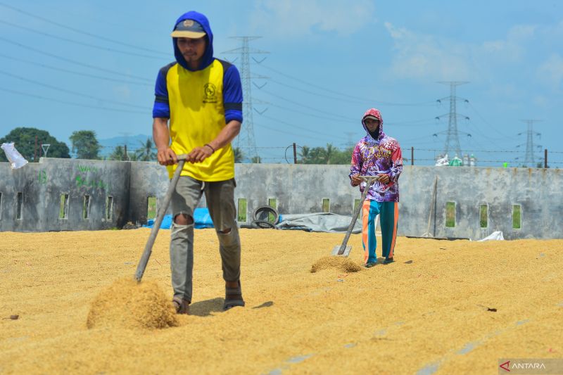 BPS: Harga gabah tertinggi di tingkat petani Rp11.900 perkilogram