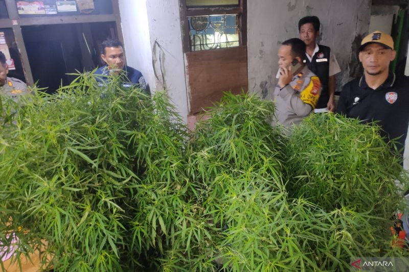 Warga Cengkareng mengaku tidak curiga dengan keberadaan kebun ganja