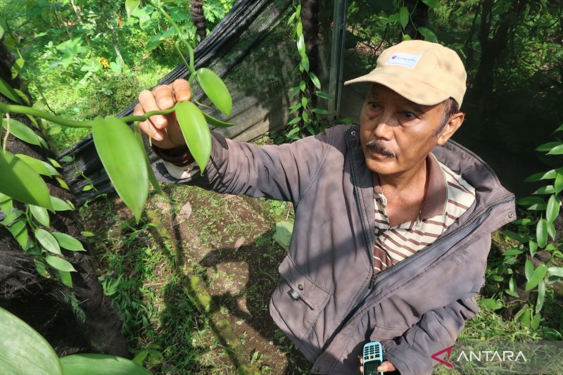 mengharumkan-vanili-indonesia