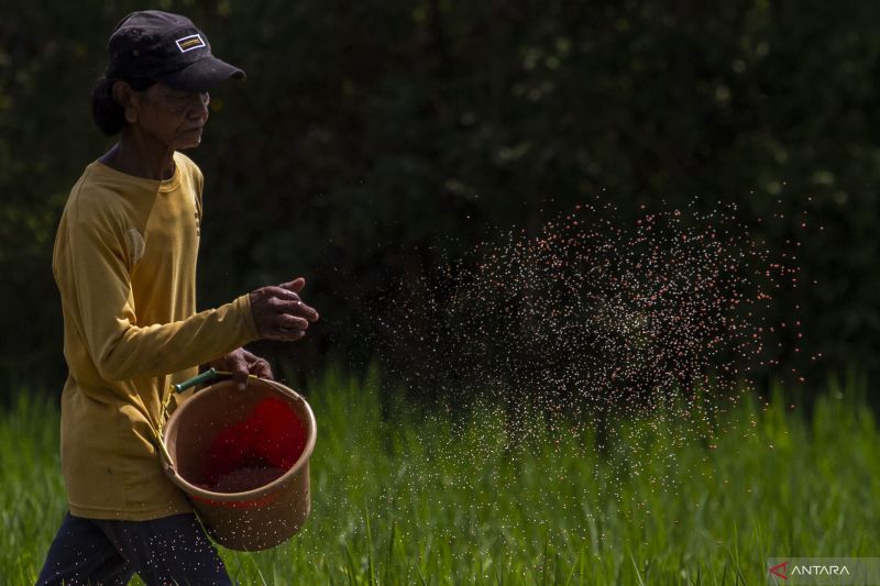 KTNA sambut baik penyederhanaan distribusi pupuk subsidi