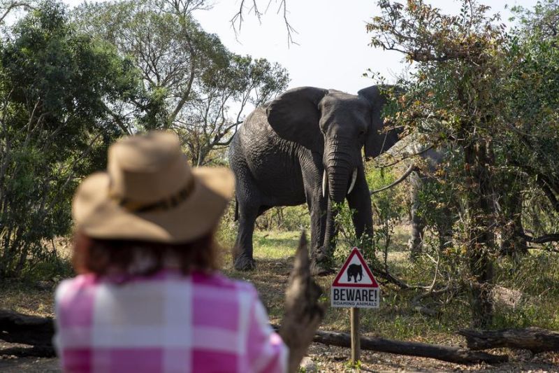 Populasi gajah Afrika susut 70 persen dalam 50 tahun terakhir