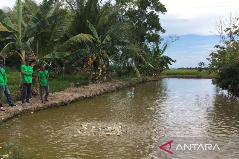 kabupaten-penajam-bantu-ratusan-bibit-ikan-tingkatkan-produksi