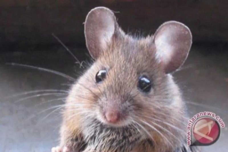 cara-alami-usir-tikus-dari-rumah-aman-bagi-anak-dan-hewan-peliharaan