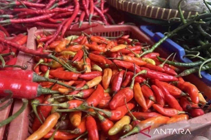 harga-pangan-di-jumat-cabai-rawit-merah-naik-menjadi-rp42630-per-kg