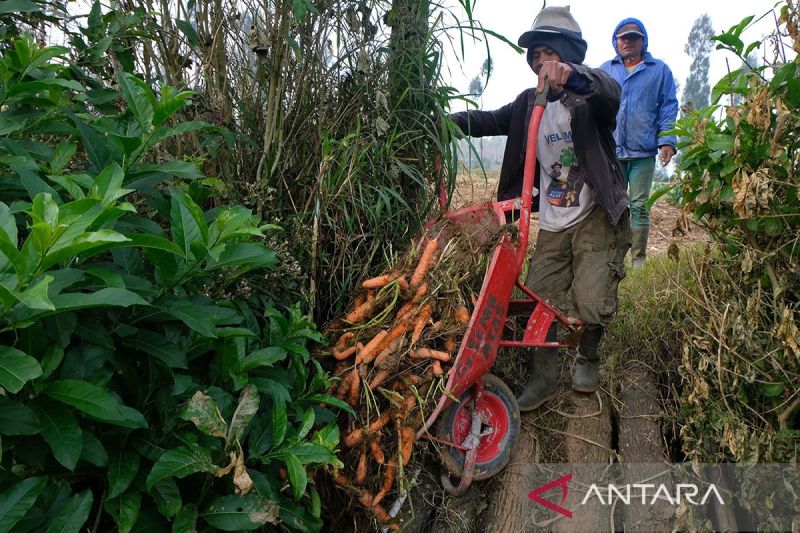 Upaya pemerintah dalam mendongrak harga jual wortel di tingkat petani