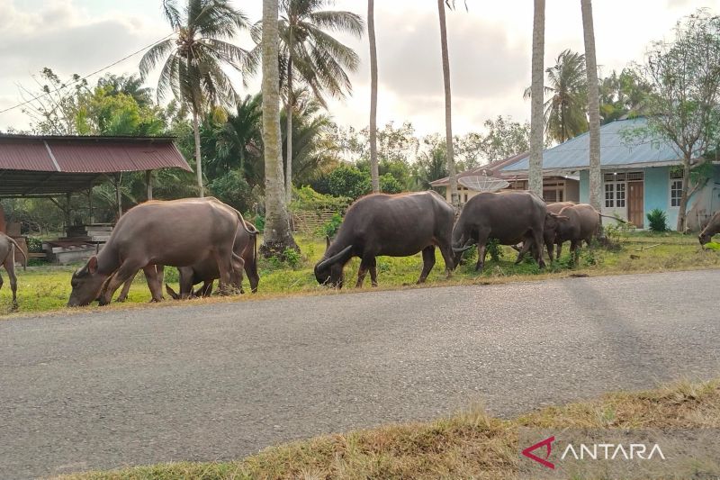 Mukomuko perlu bangun kawasan ternak dan UPPO Biogas 