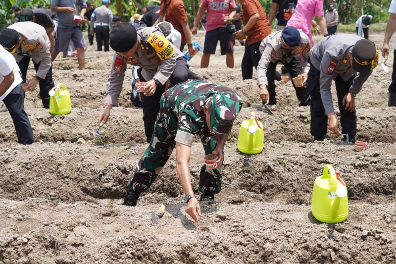 tni-dan-polri-tanam-jagung-program-swasembada-pangan-di-gianyar