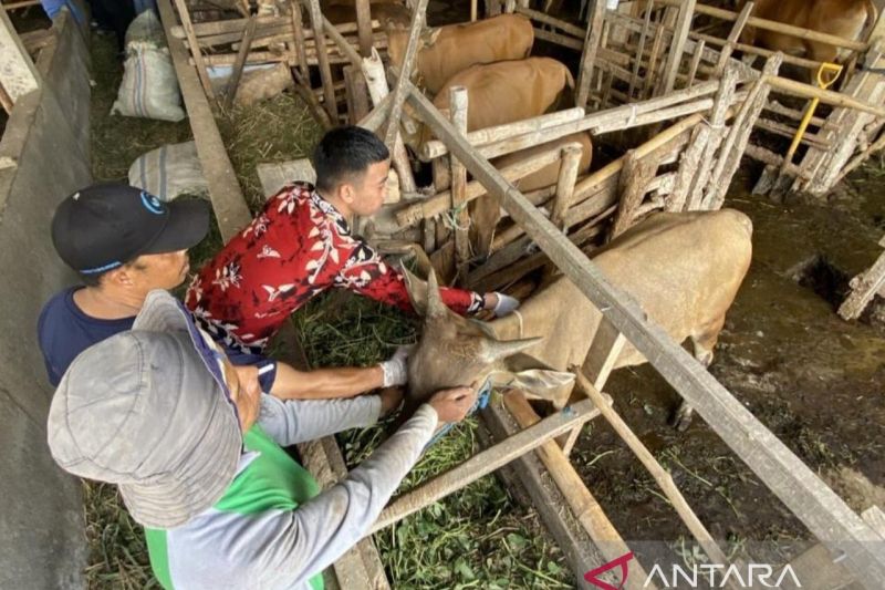 42 ekor ternak di NTB sembuh dari penyakit mulut dan kuku