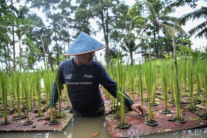 Kelompok bina tani berkah binaan Kilang Pertamina Plaju