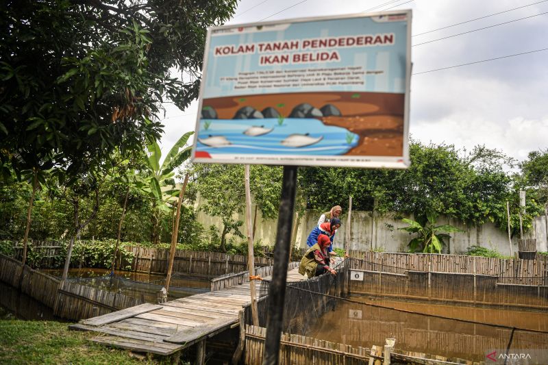 Konservasi ikan belida Binaan Kilang Pertamina Plaju