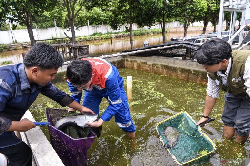 Konservasi ikan belida Binaan Kilang Pertamina Plaju