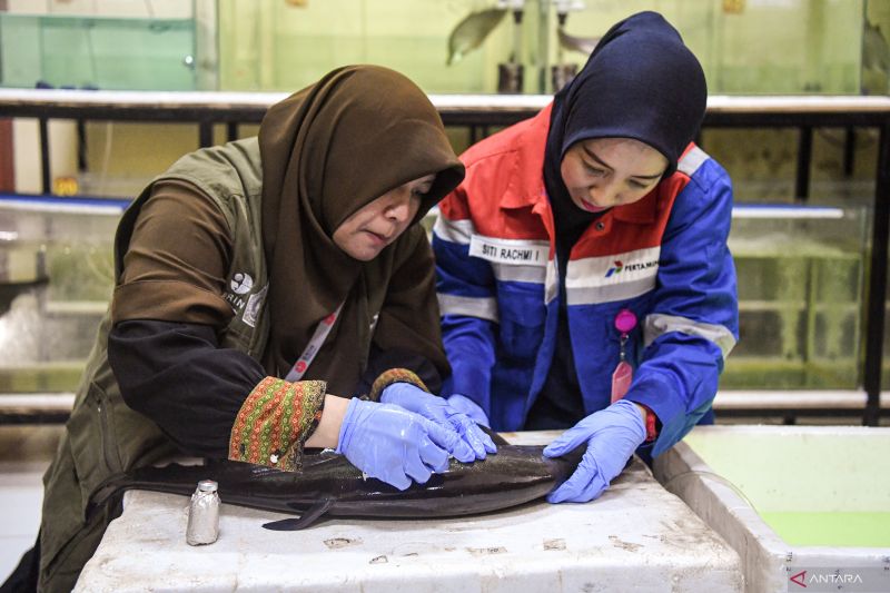 Konservasi ikan belida Binaan Kilang Pertamina Plaju