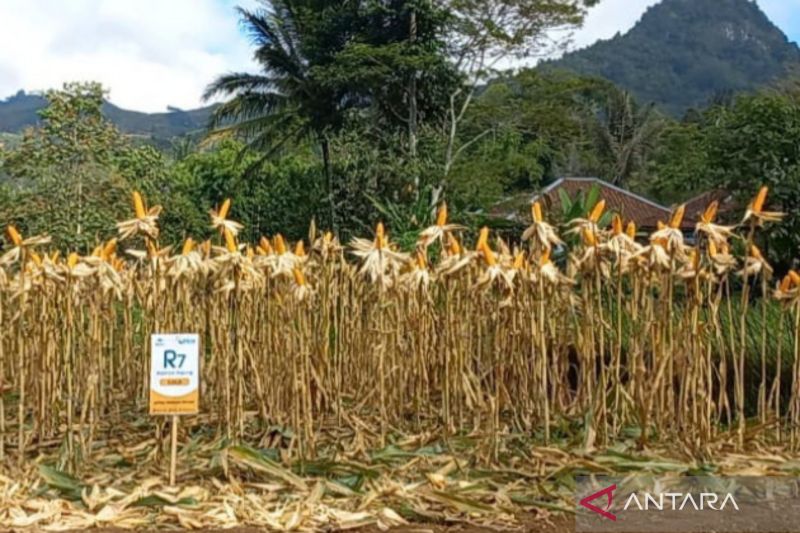 dispertan-garut-targetkan-produksi-jagung-650-ribu-ton-pada-tahun-2025