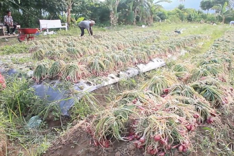 aceh-pasok-bawang-merah-dari-luar-daerah-untuk-tekan-inflasi