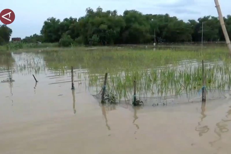 dkpp-madiun-fasilitasi-asuransi-pertanian-bagi-petani-terdampak-banjir