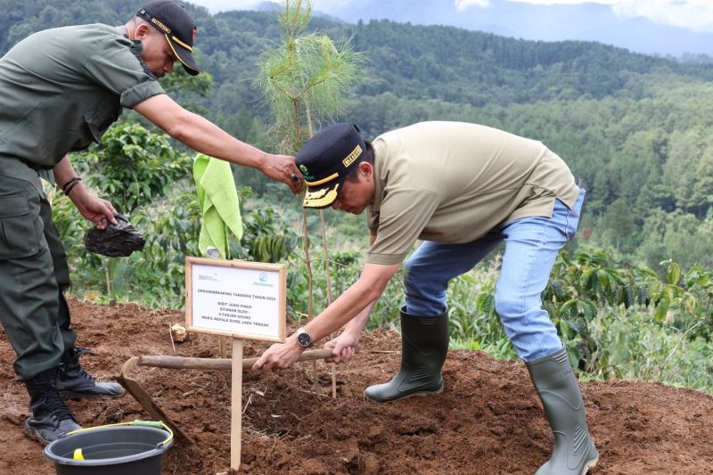 Perhutani tanam 24 juta pohon perluas puluhan ribu hektare lahan hijau