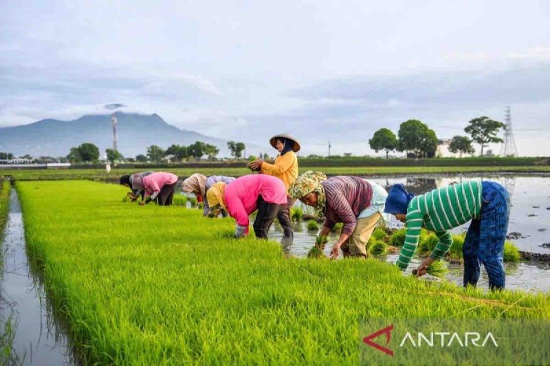 Kementan: Pompanisasi airi 1,1 juta hektare lahan sawah tadah hujan