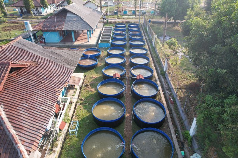 KKP kembangkan produktivitas perikanan "One Stop Aquaculture SFV"