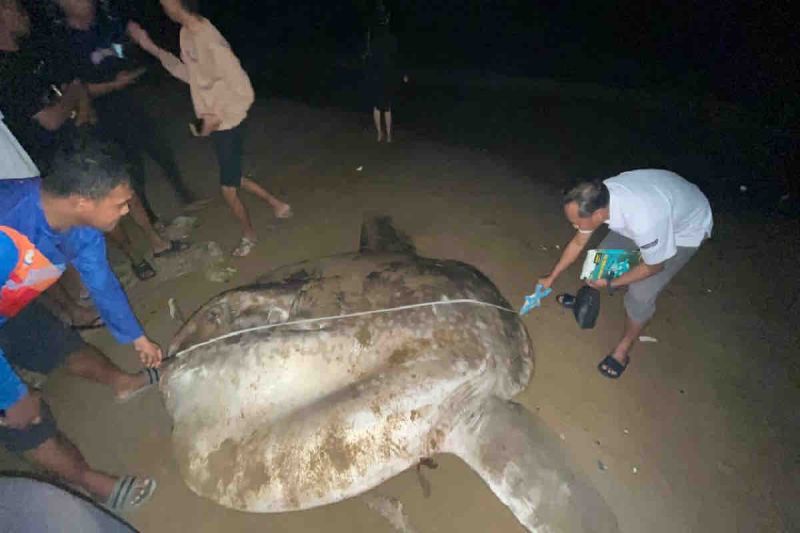 KKP tangani ikan mola mola terdampar di Gorontalo