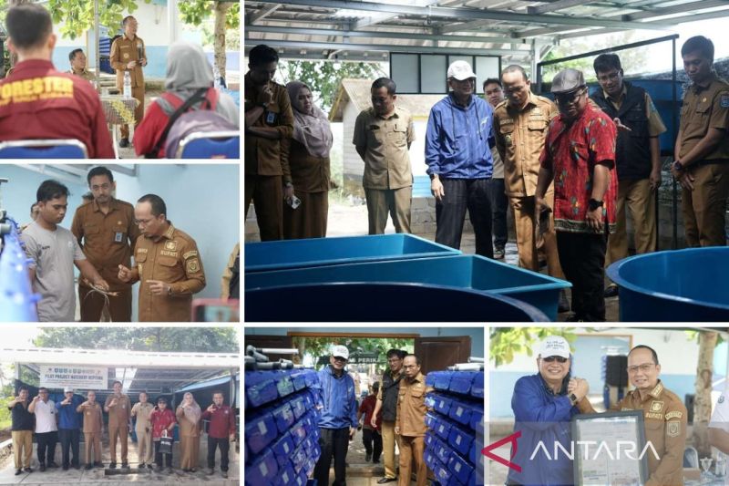 Bangka Tengah jadi pilot proyek penelitian pembenihan kepiting bakau