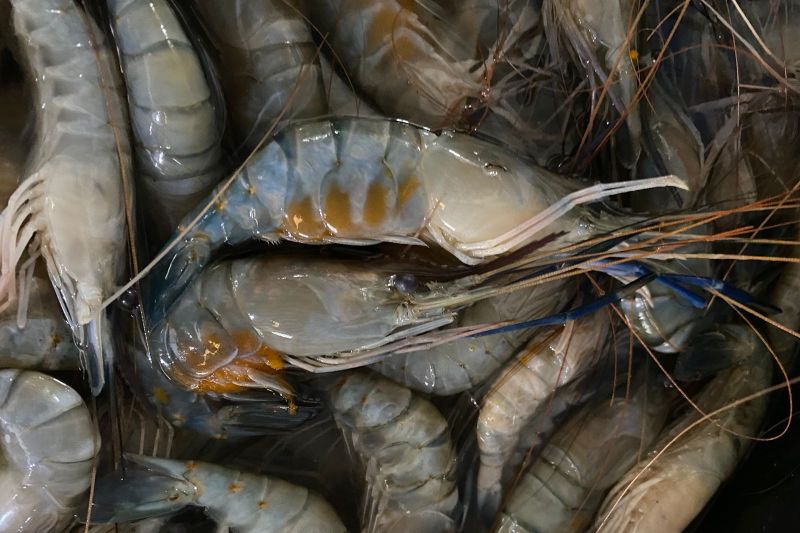 Udang Galah Deli Serdang Kini Bisa Dinikmati di Selandia Baru