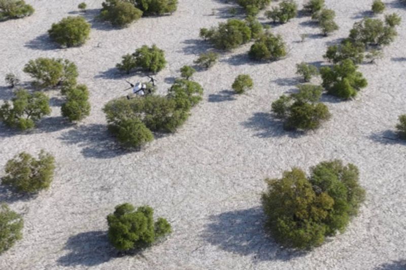 Nabat, Perusahaan Baru Teknologi Iklim Abu Dhabi, akan Menggunakan AI dan Robotika untuk Merestorasi Hutan Bakau dan Meningkatkan Ketahanan Iklim