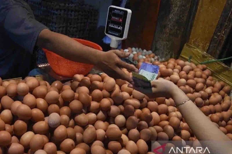 harga-pangan-di-selasa-fluktuatif-telur-ayam-jadi-rp31690-per-kg