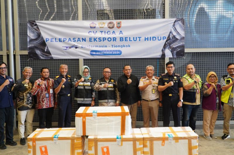 Bea Cukai Lepas Ekspor 13 Ribu Ekor Belut Sawah Hidup Asal Banjarmasin ke Tiongkok