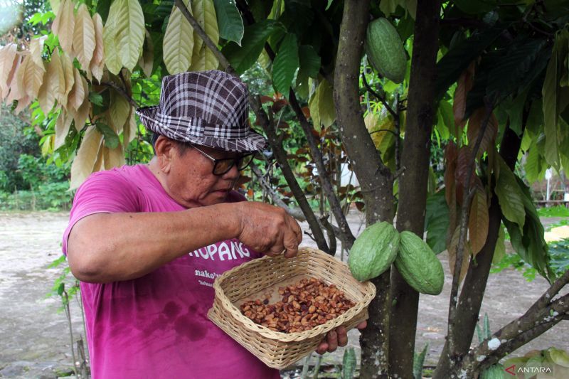 peningkatan-harga-kakao-disebabkan-penurunan-produksi-di-afrika-barat