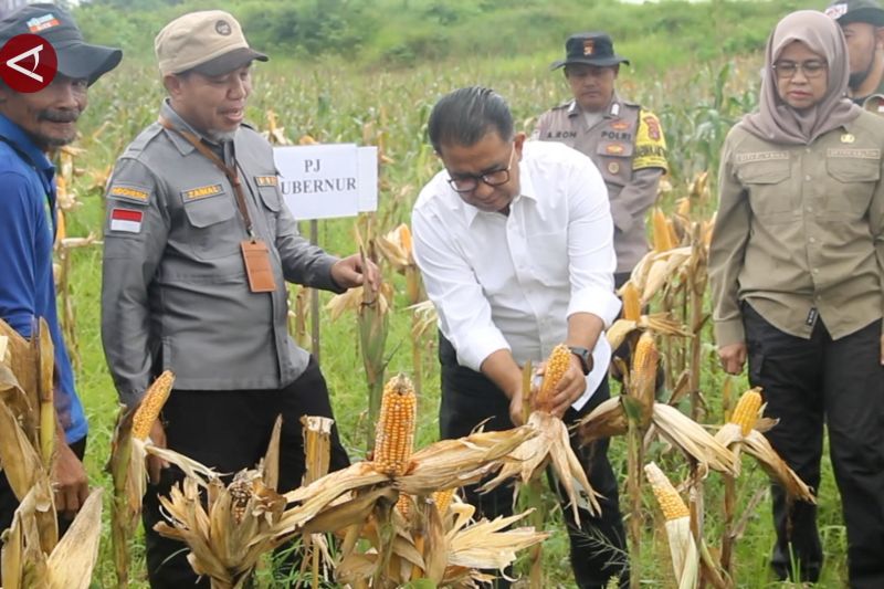 lahan-eks-tambang-di-kaltim-hasilkan-2-ton-jagung