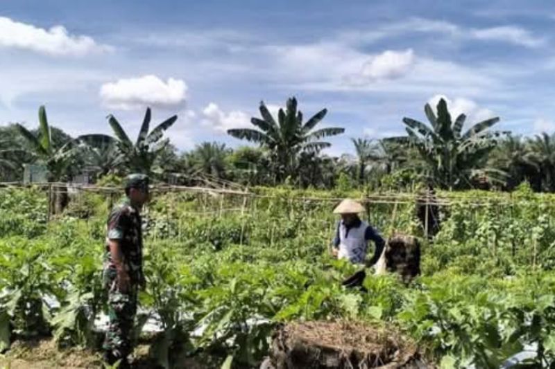 kodim-pasangkayu-kembangkan-kebun-percontohan-sayuran