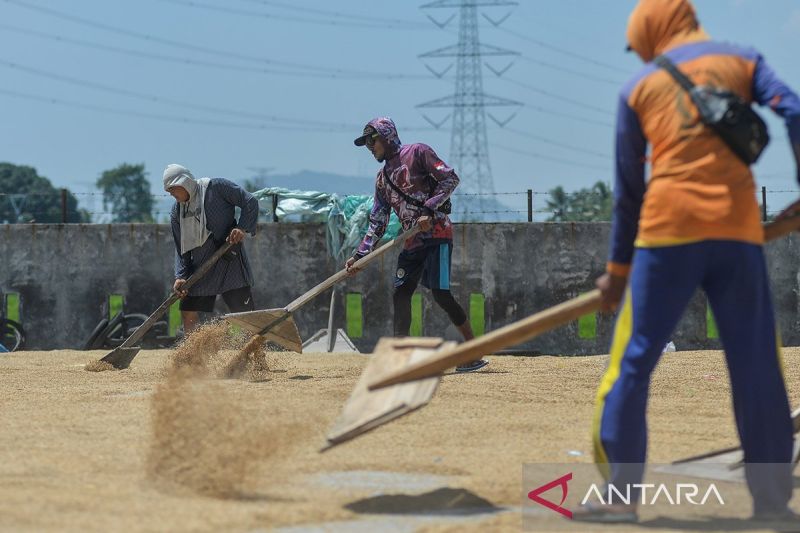 pengamat-kenaikan-hpp-gabah-jaga-petani-dapat-insentif-ekonomi