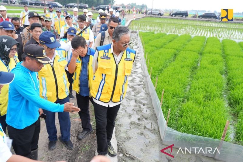 menteri-pu-irigasi-padi-hemat-air-akan-diterapkan-seluruh-indonesia