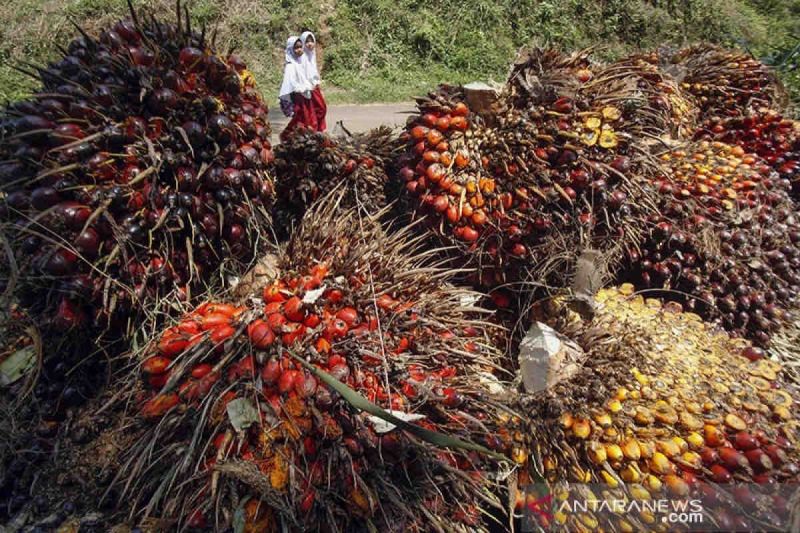 apkasindo-petani-dukung-gagasan-presiden-soal-sawit