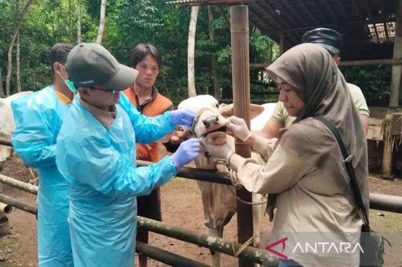 kemarin-imbauan-penutupan-pasar-kasus-pmk-hingga-sertifikat-kapal