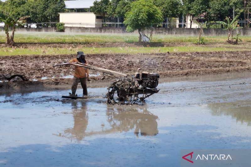 pemkab-kudus-targetkan-areal-tanam-padi-tahun-2025-seluas-26000-ha