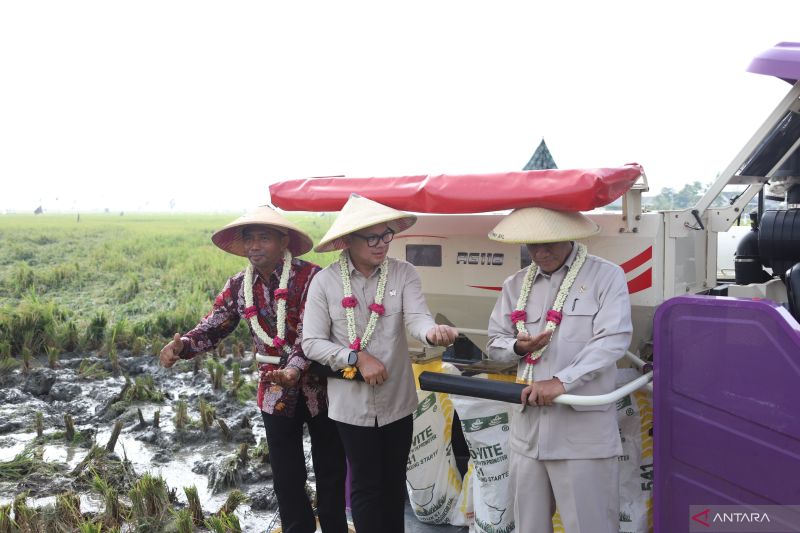 wamendagri-optimistis-swasembada-pangan-dapat-terwujud