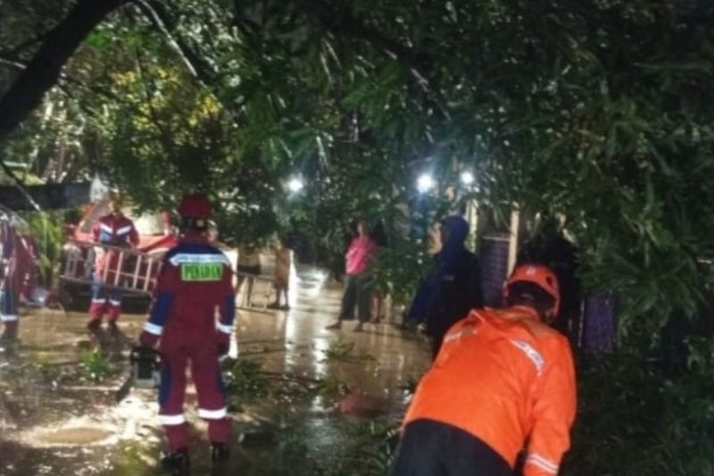 BPBD: Enam pohon tumbang akibat hujan disertai angin kencang di Jakarta