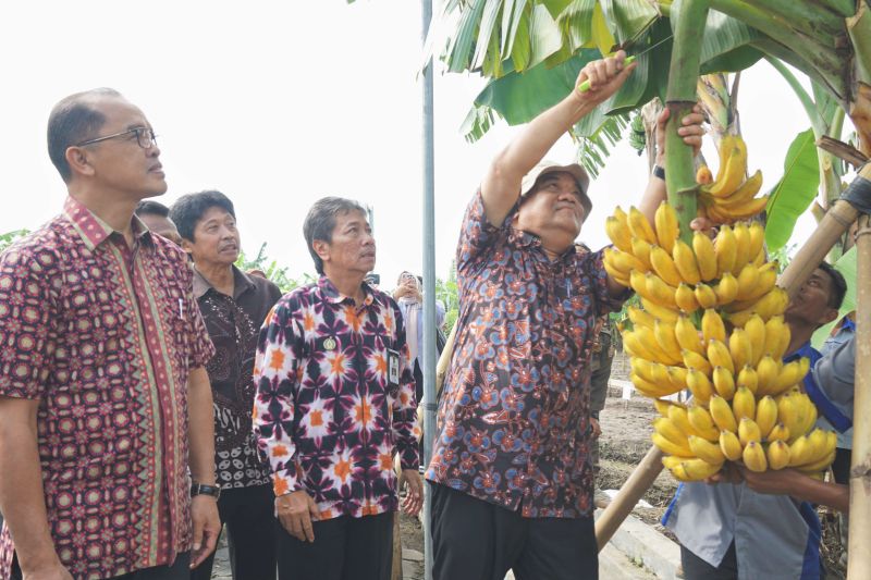 wagub-diy-kebun-plasma-nutfah-pisang-yogyakarta-terlengkap-di-ri